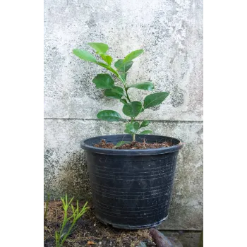 Natural Guava Plant